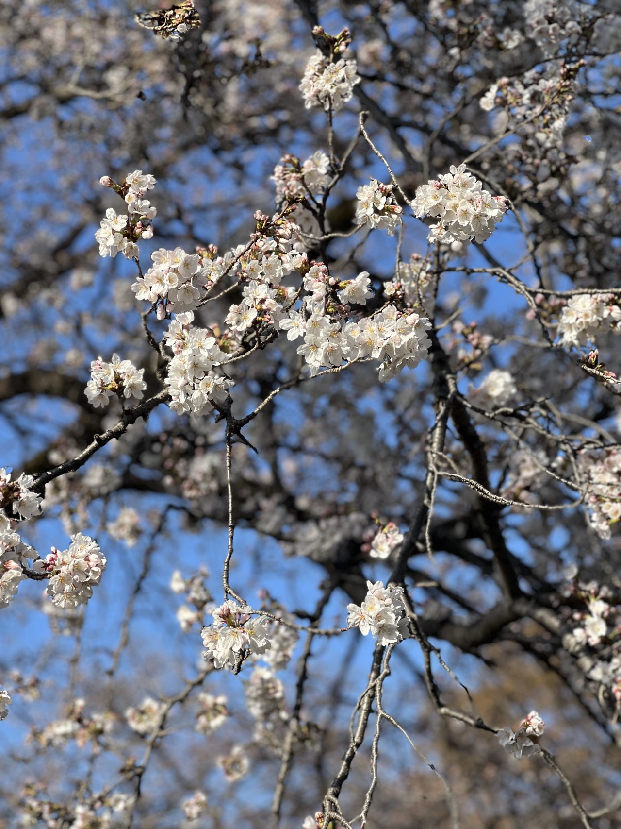 フルヤの桜は見頃です